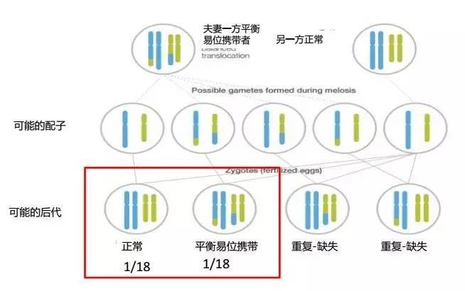 染色体平衡易位男性携带者和正常染色体女性生育正常子代的概率是1/18，平衡易位子代的概率是1/18，不正常的子代发生概率16/18