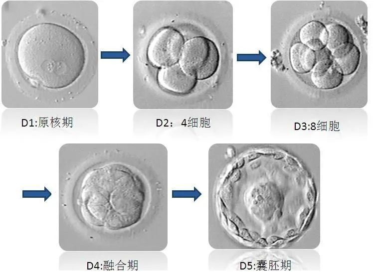 D3胚发育到D5胚，这中间有一个优胜劣汰的过程