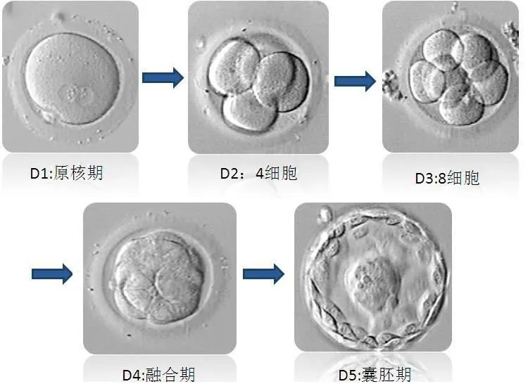 胚胎发育过程